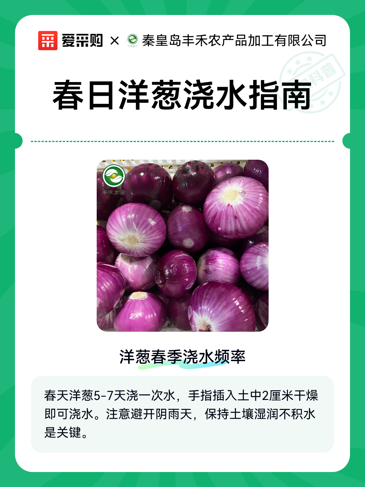 春日洋葱浇水指南（图1）