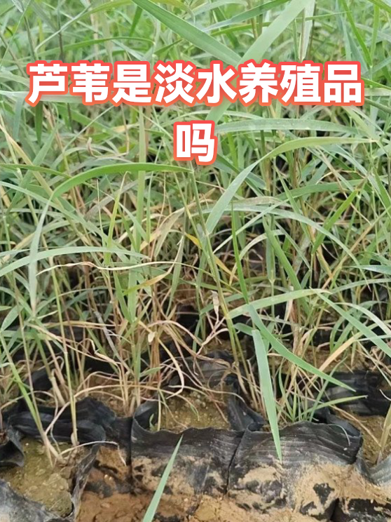 芦苇是淡水养殖品吗（图1）