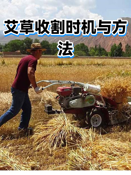 艾草收割时机与方法（图1）