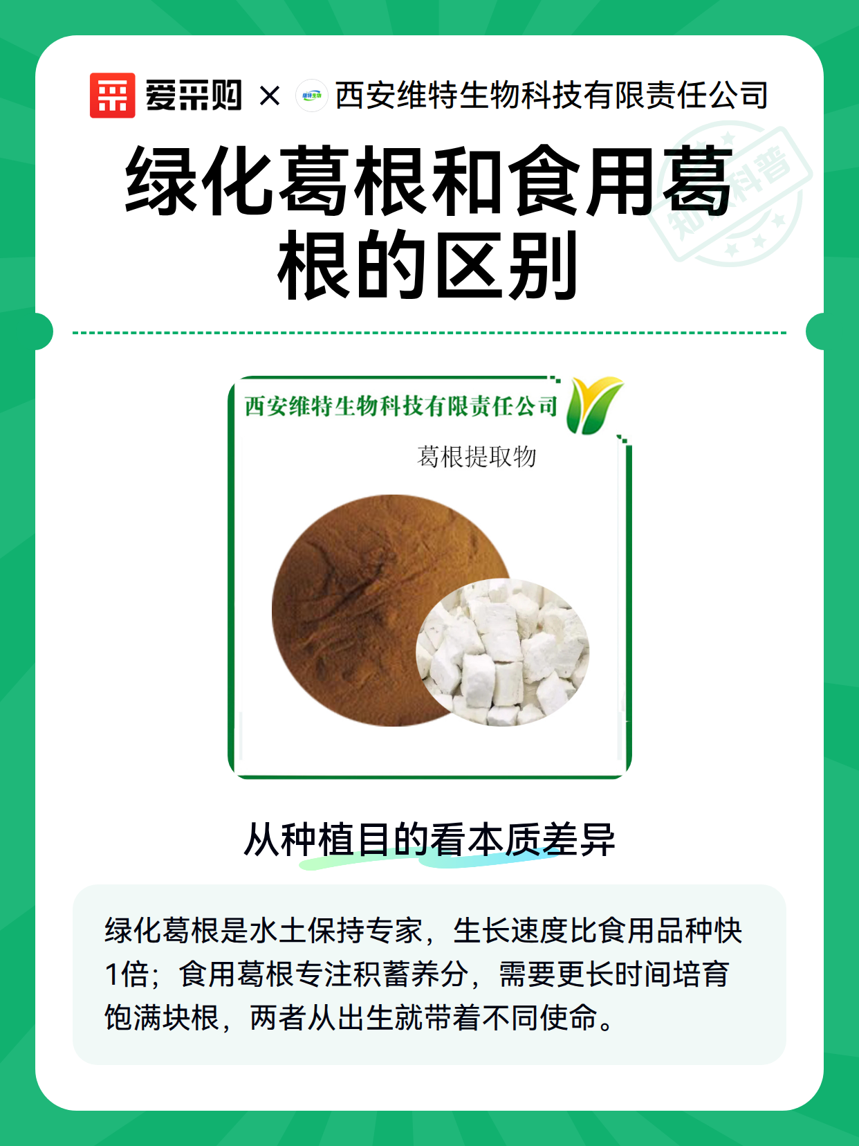 绿化葛根和食用葛根的区别（图2）