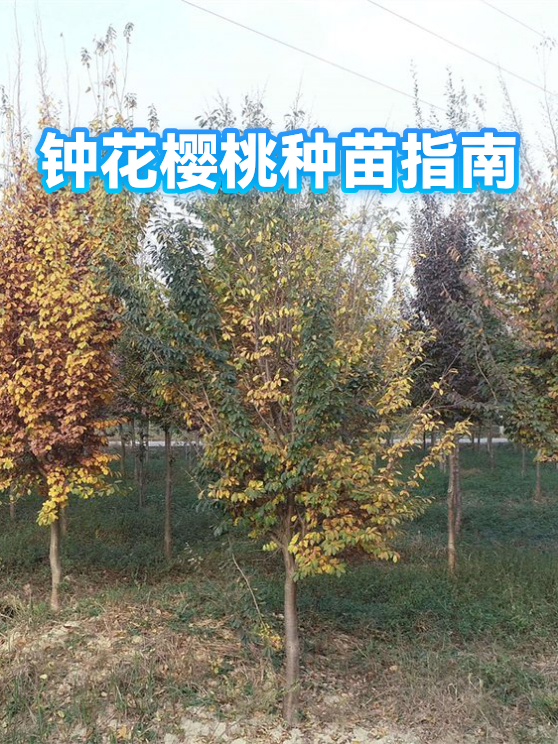 钟花樱桃种苗指南（图1）