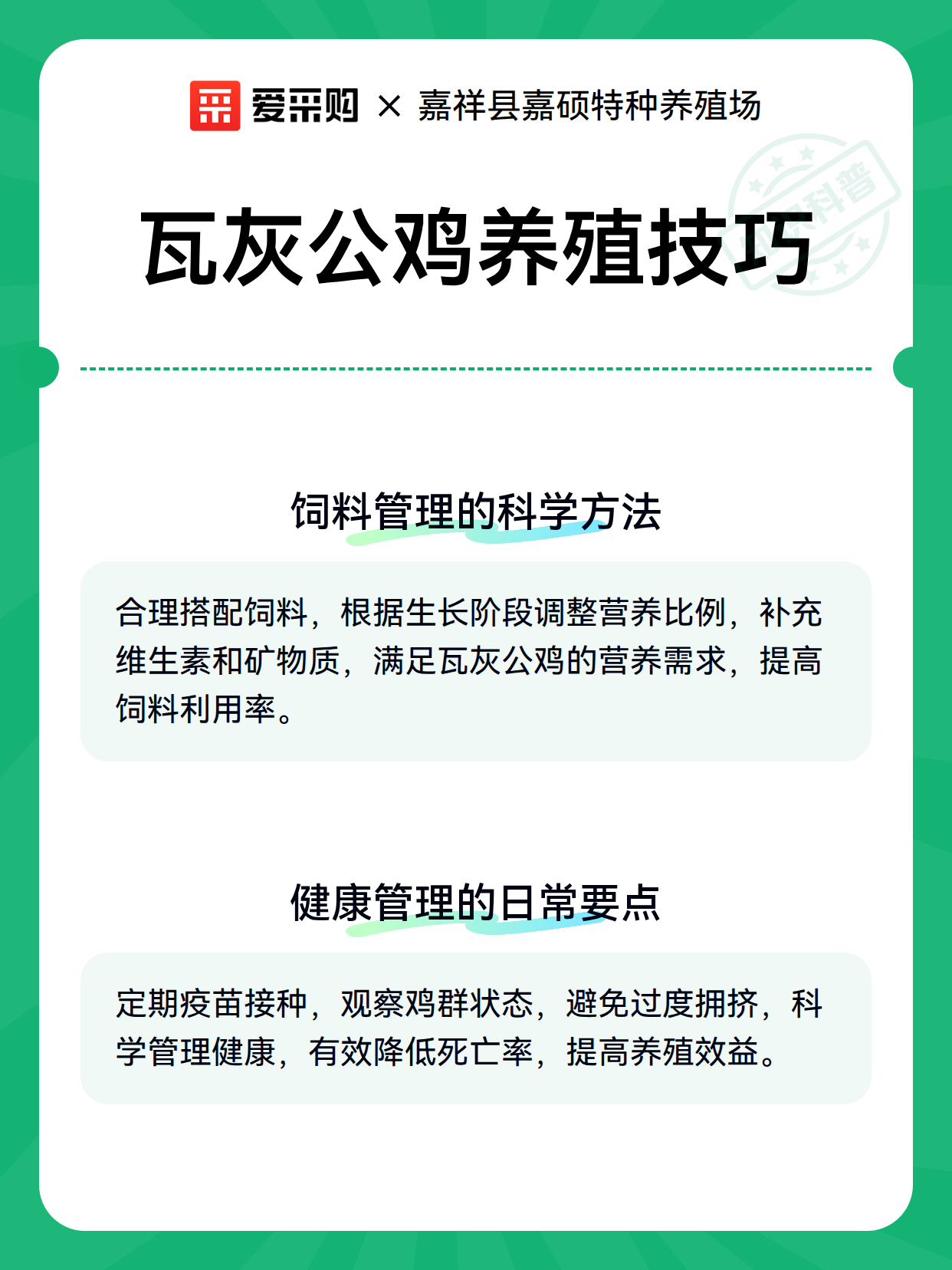瓦灰公鸡养殖技巧（图2）