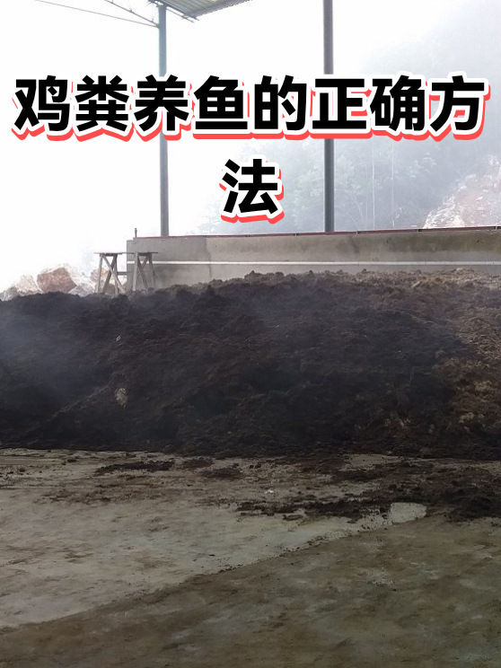 鸡粪养鱼的正确方法（图1）