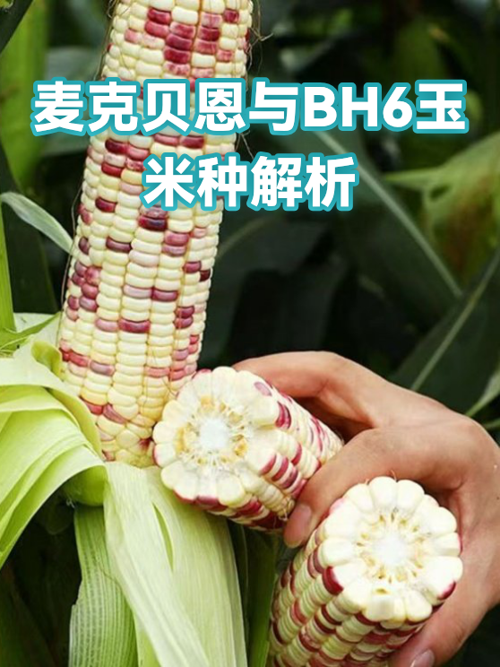 麦克贝恩与BH6玉米种解析（图1）