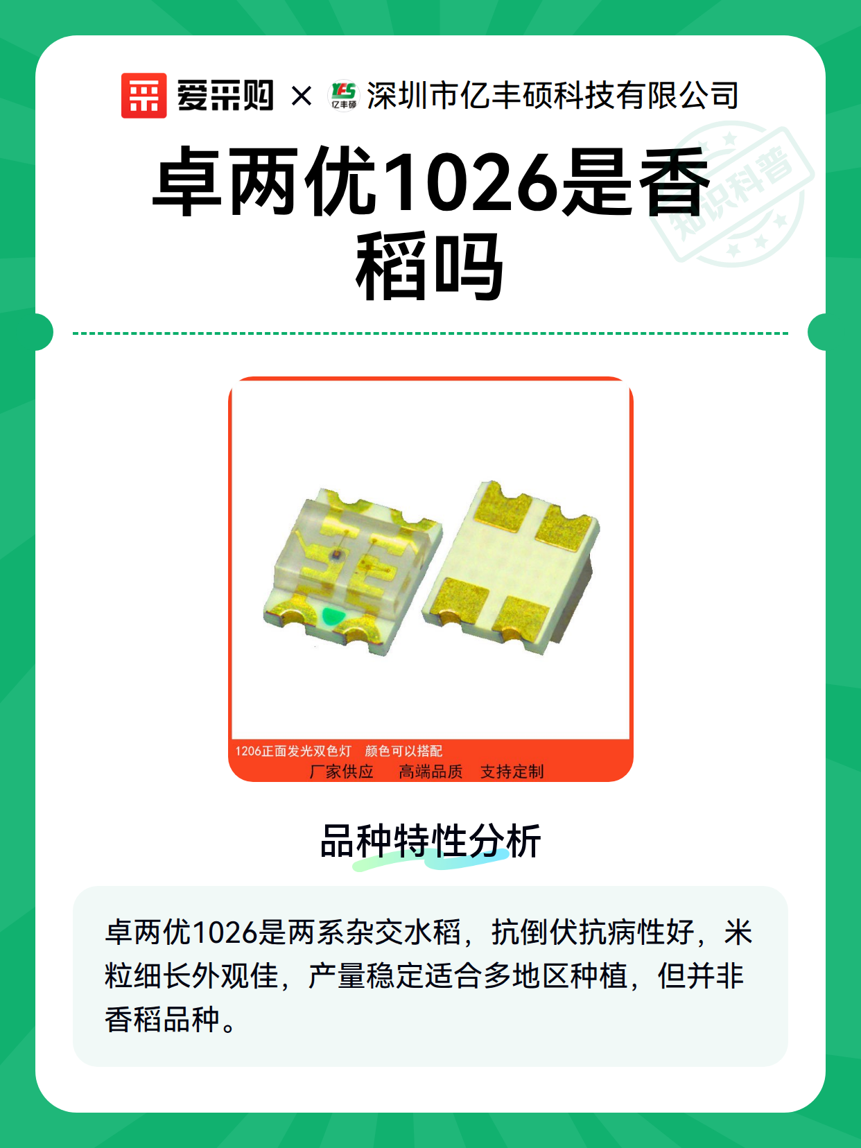 卓两优1026是香稻吗（图1）
