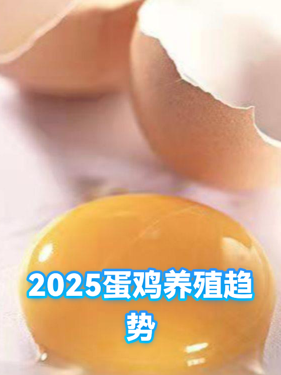 2025蛋鸡养殖趋势（图1）
