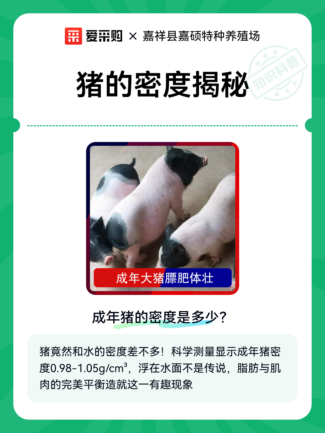 猪的密度揭秘（图1）