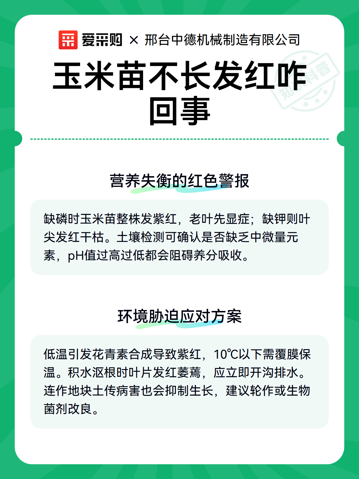 玉米苗不长发红咋回事（图3）