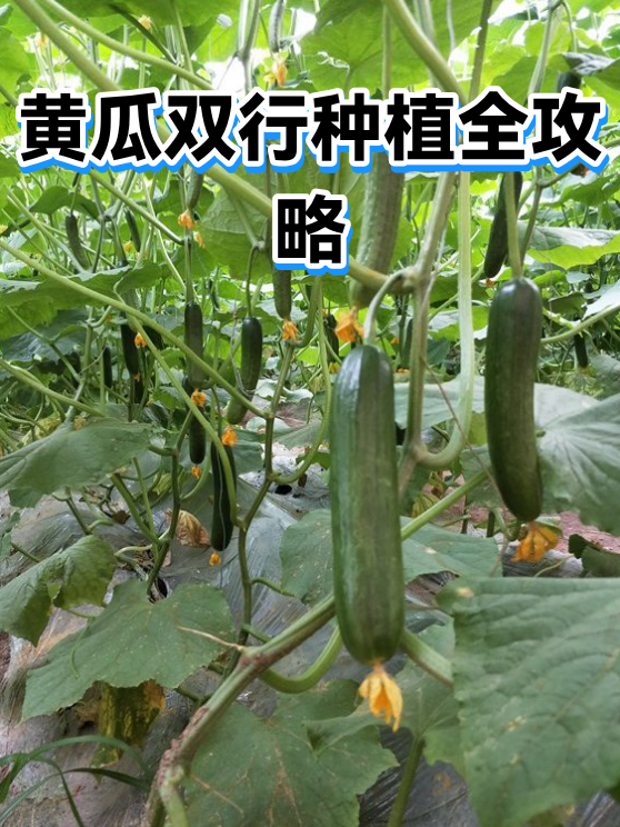黄瓜双行种植全攻略（图1）