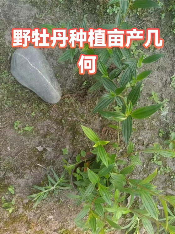 野牡丹种植亩产几何（图1）