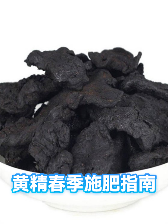 黄精春季施肥指南（图1）
