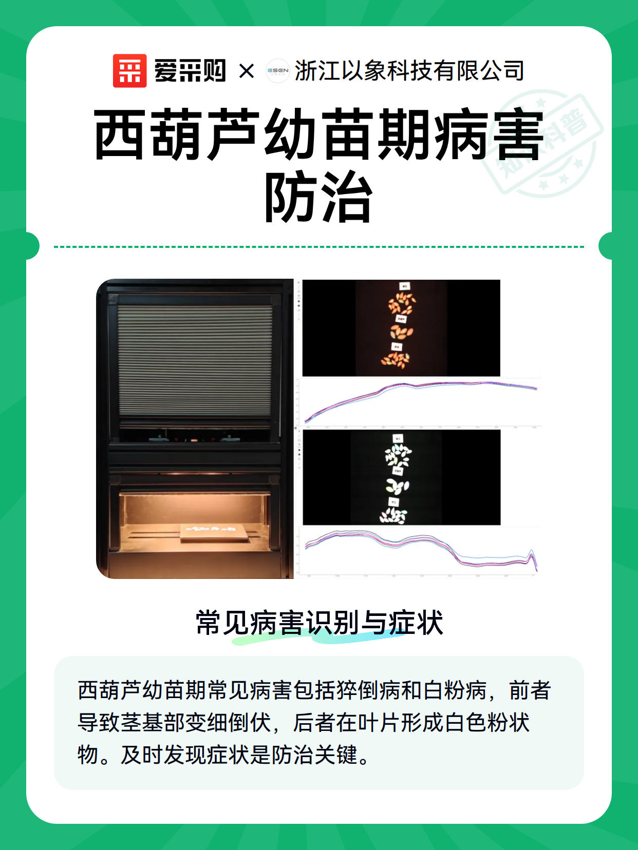 西葫芦幼苗期病害防治（图2）