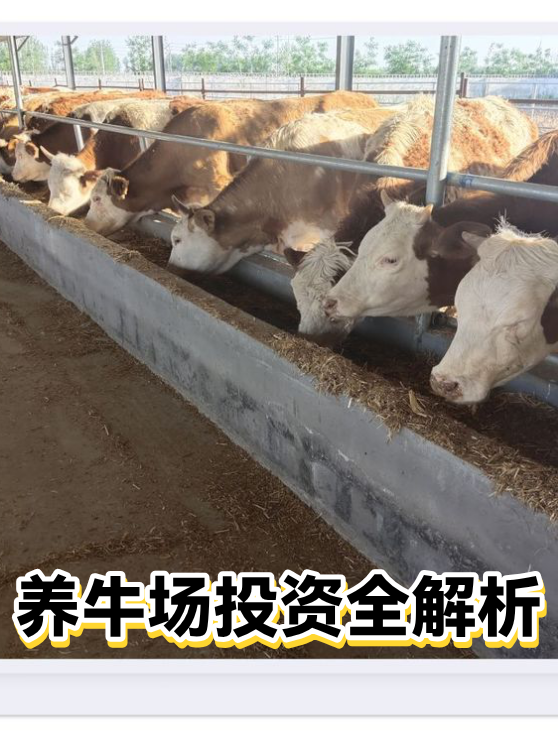 养牛场投资全解析（图1）