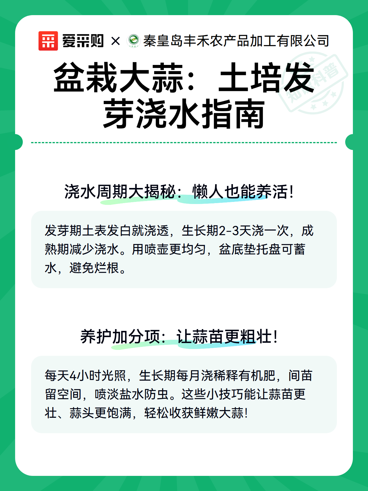 盆栽大蒜：土培发芽浇水指南（图3）