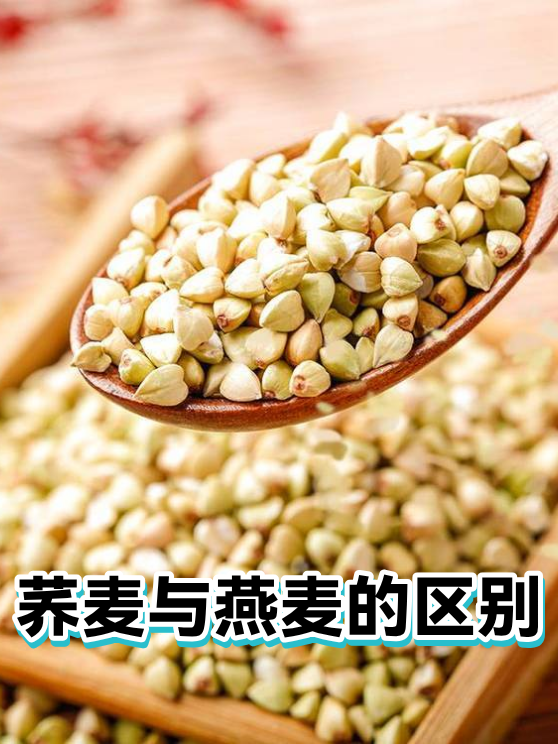 荞麦与燕麦的区别（图1）