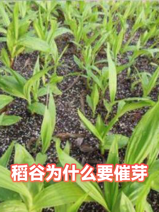 稻谷为什么要催芽（图1）