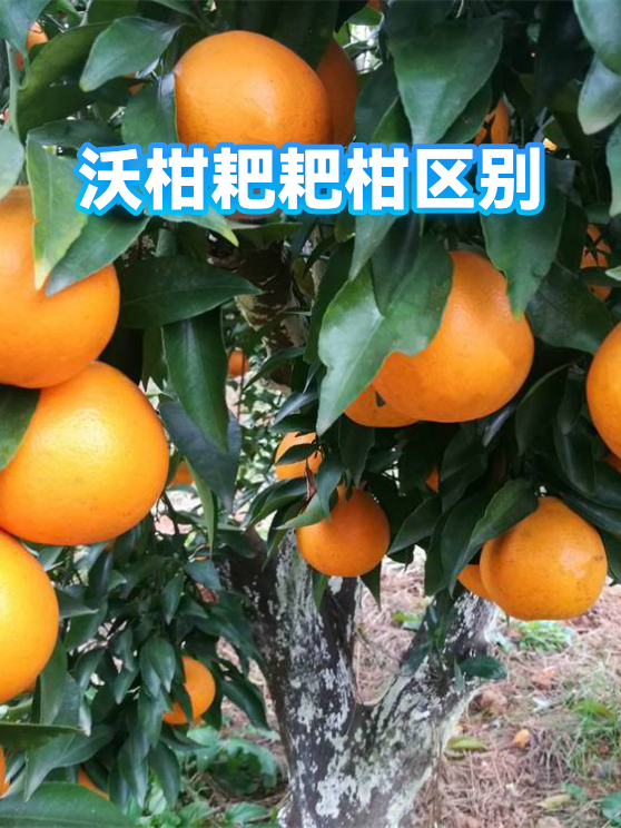 沃柑耙耙柑区别（图1）