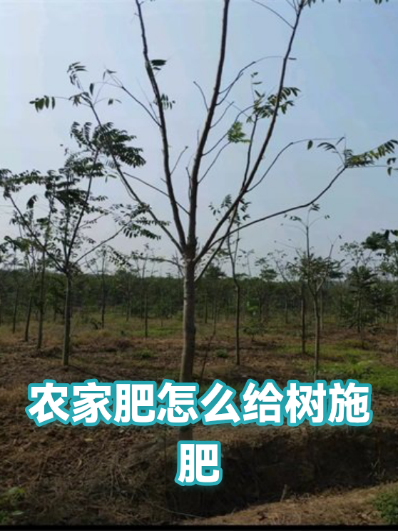 农家肥怎么给树施肥（图1）