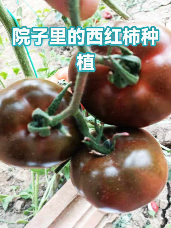 庭院西红柿种植密度与常见生长故障排查指南（图1）