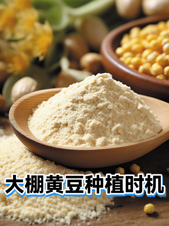 大棚黄豆种植时机（图1）