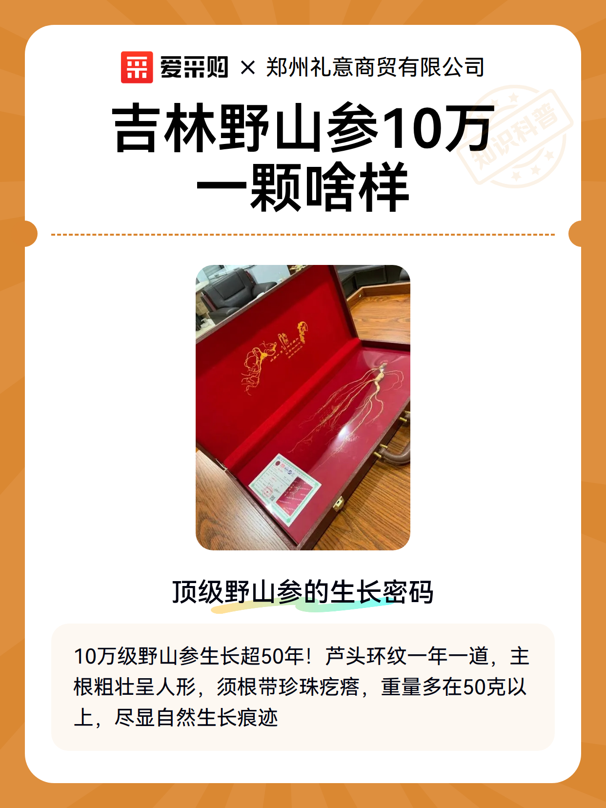 吉林野山参10万一颗啥样（图2）