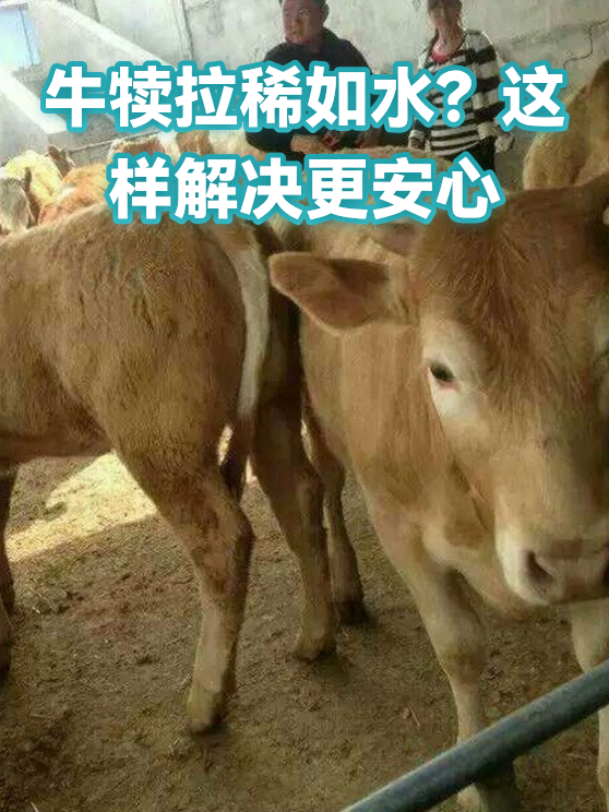 牛犊拉稀如水？这样解决更安心（图1）
