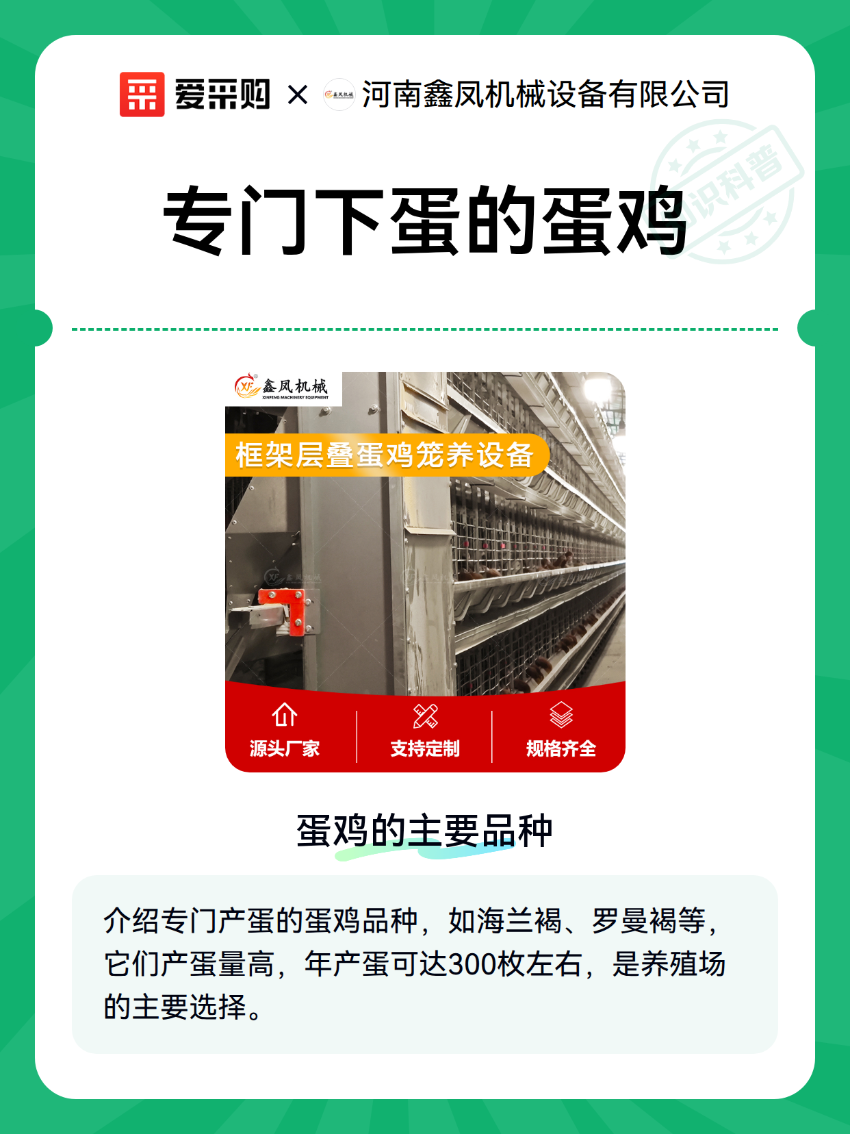 专门下蛋的蛋鸡（图1）