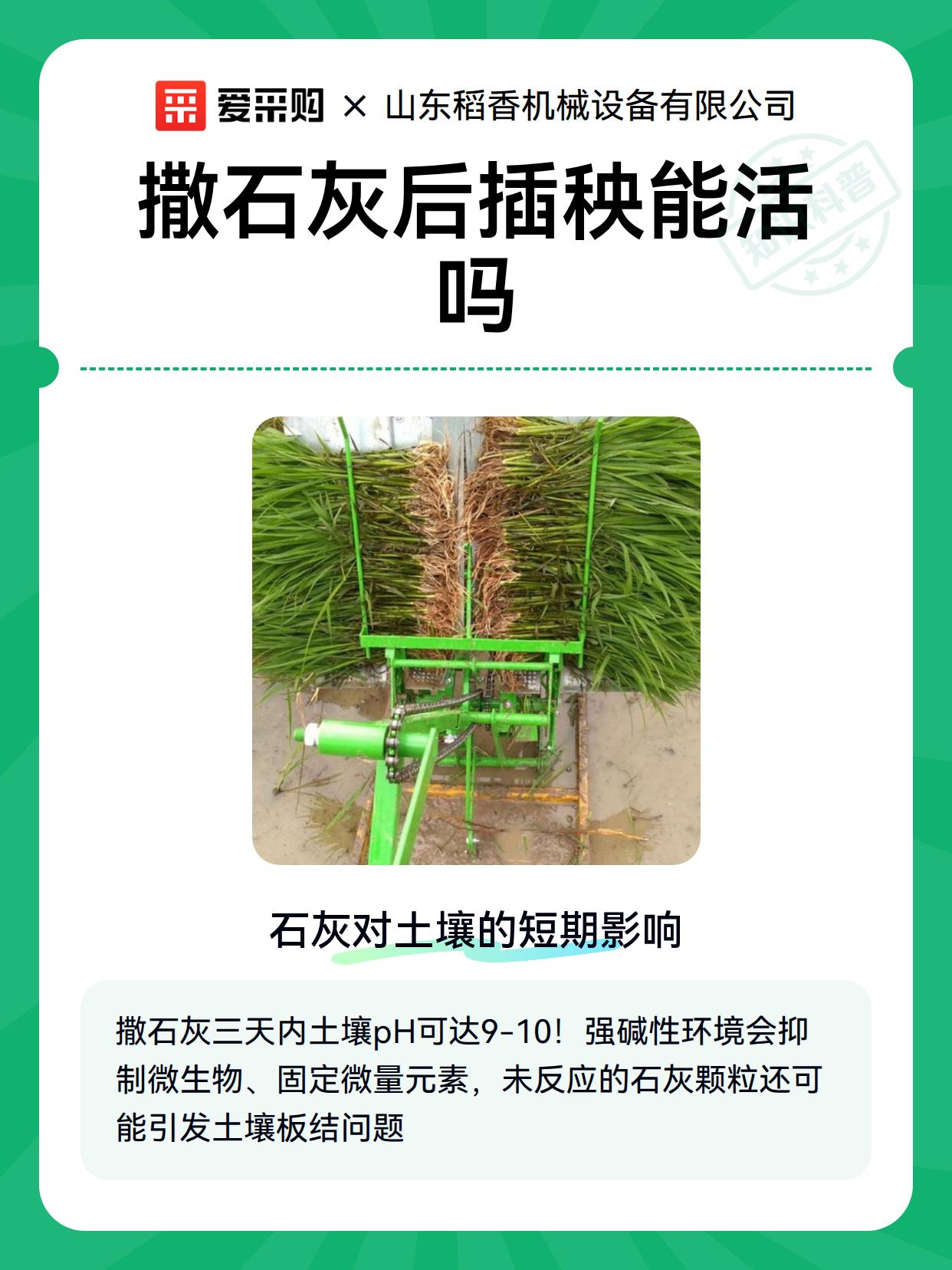 撒石灰后插秧能活吗（图1）