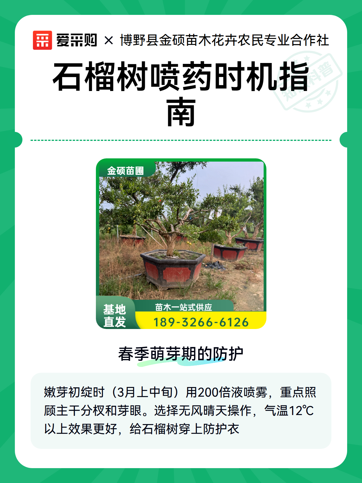 石榴树喷药时机指南（图2）