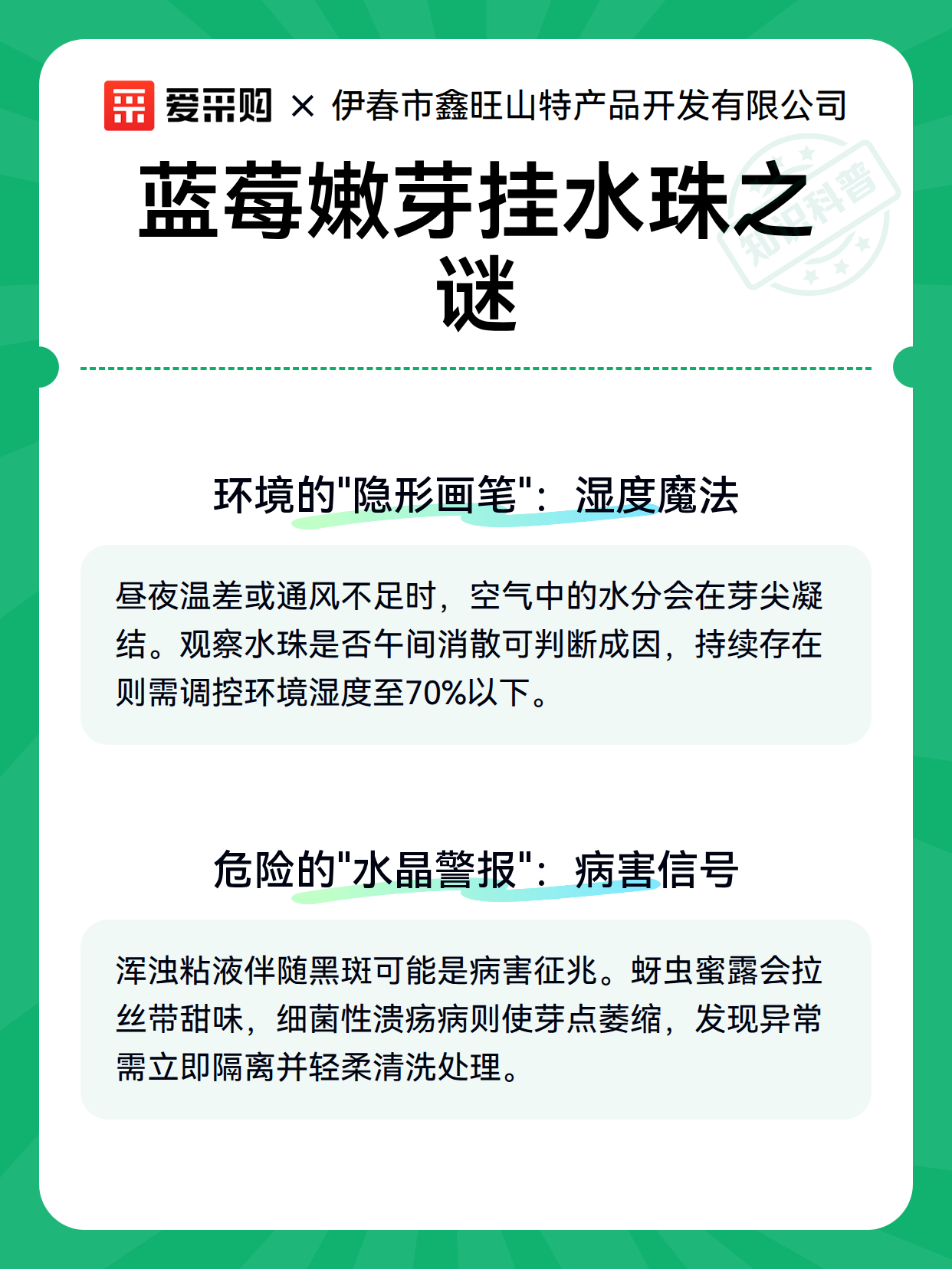 蓝莓嫩芽挂水珠之谜（图3）