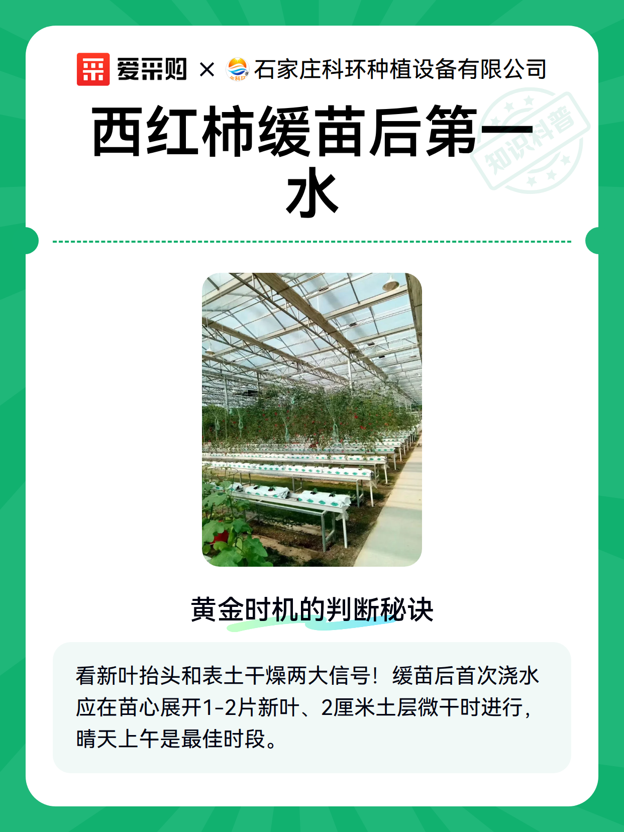 西红柿缓苗后第一水（图2）