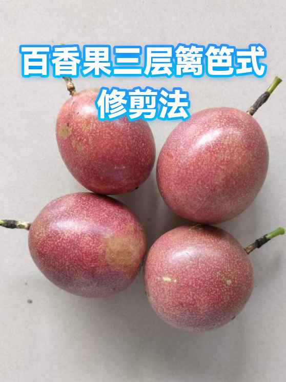 百香果三层篱笆式修剪法（图1）