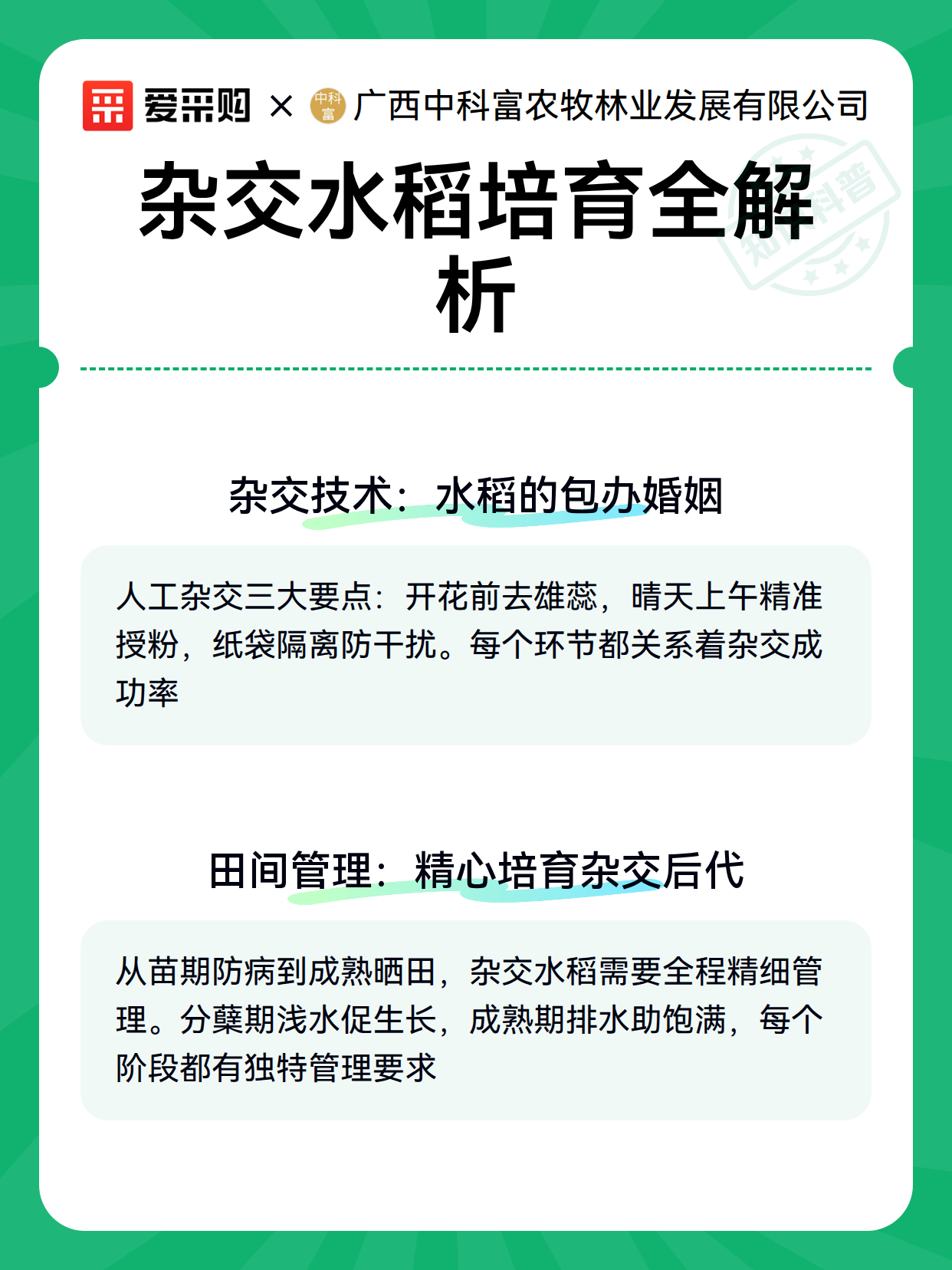 杂交水稻培育全解析（图3）