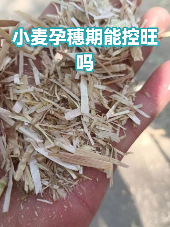 小麦孕穗期能控旺吗（图1）