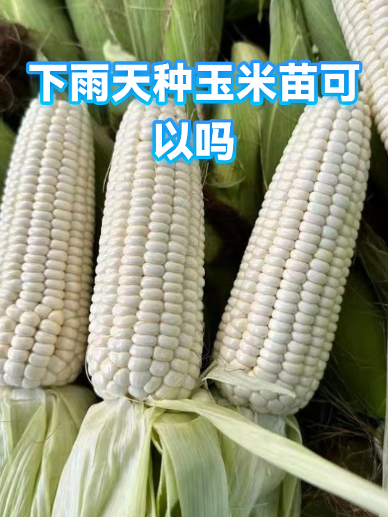 下雨天种玉米苗可以吗（图1）