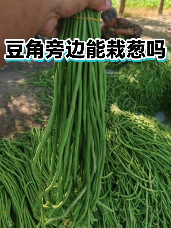 豆角旁边能栽葱吗（图1）