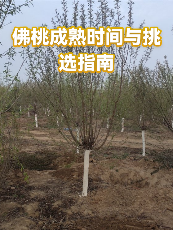 佛桃成熟时间与挑选指南（图1）