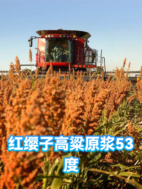 红缨子高粱原浆53度（图1）
