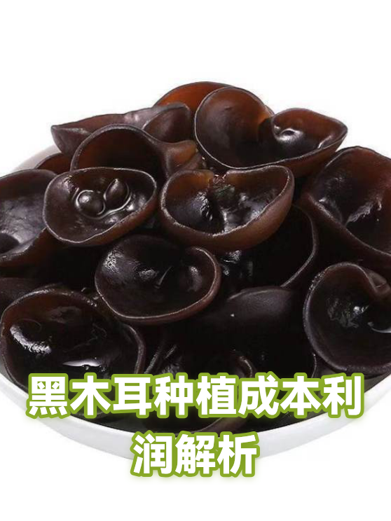 黑木耳种植成本利润解析（图1）