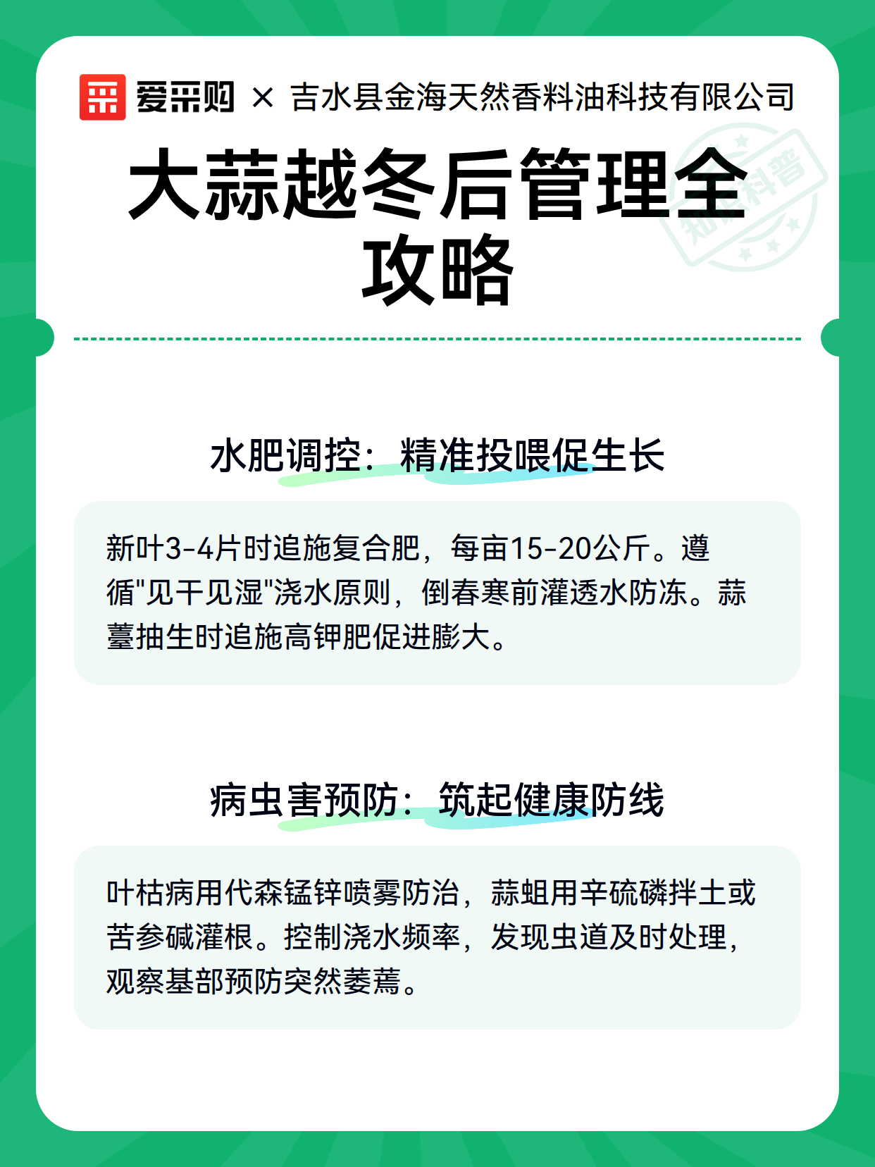 大蒜越冬后管理全攻略（图3）
