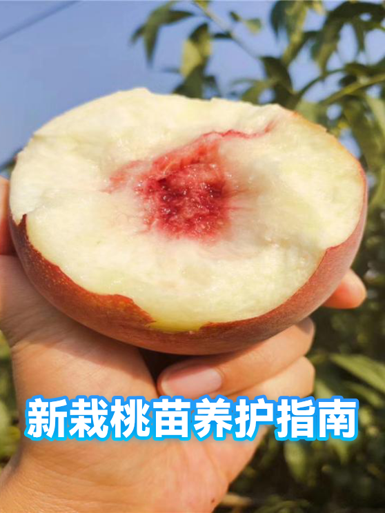 新栽桃苗养护指南（图1）