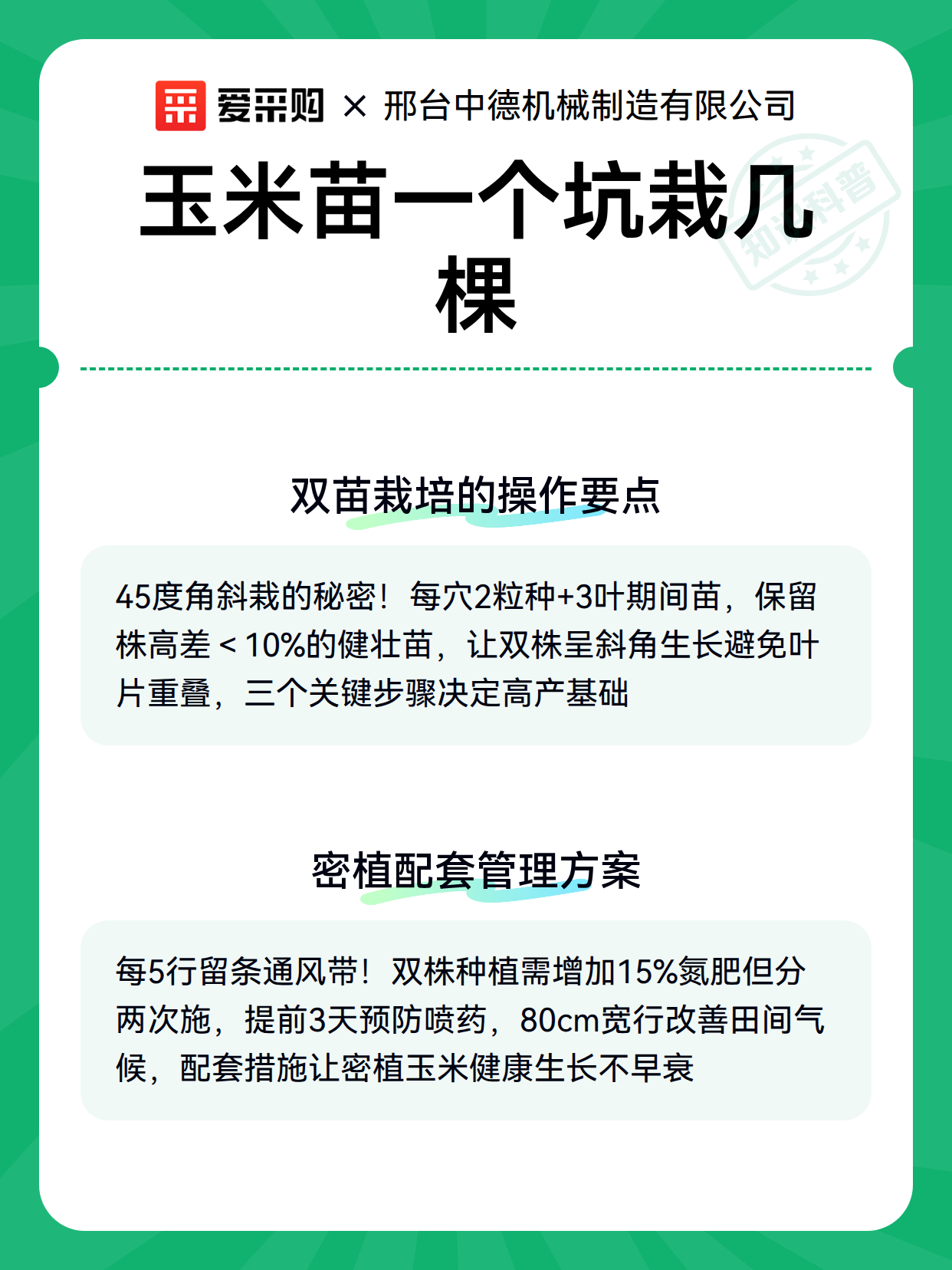玉米苗一个坑栽几棵（图3）
