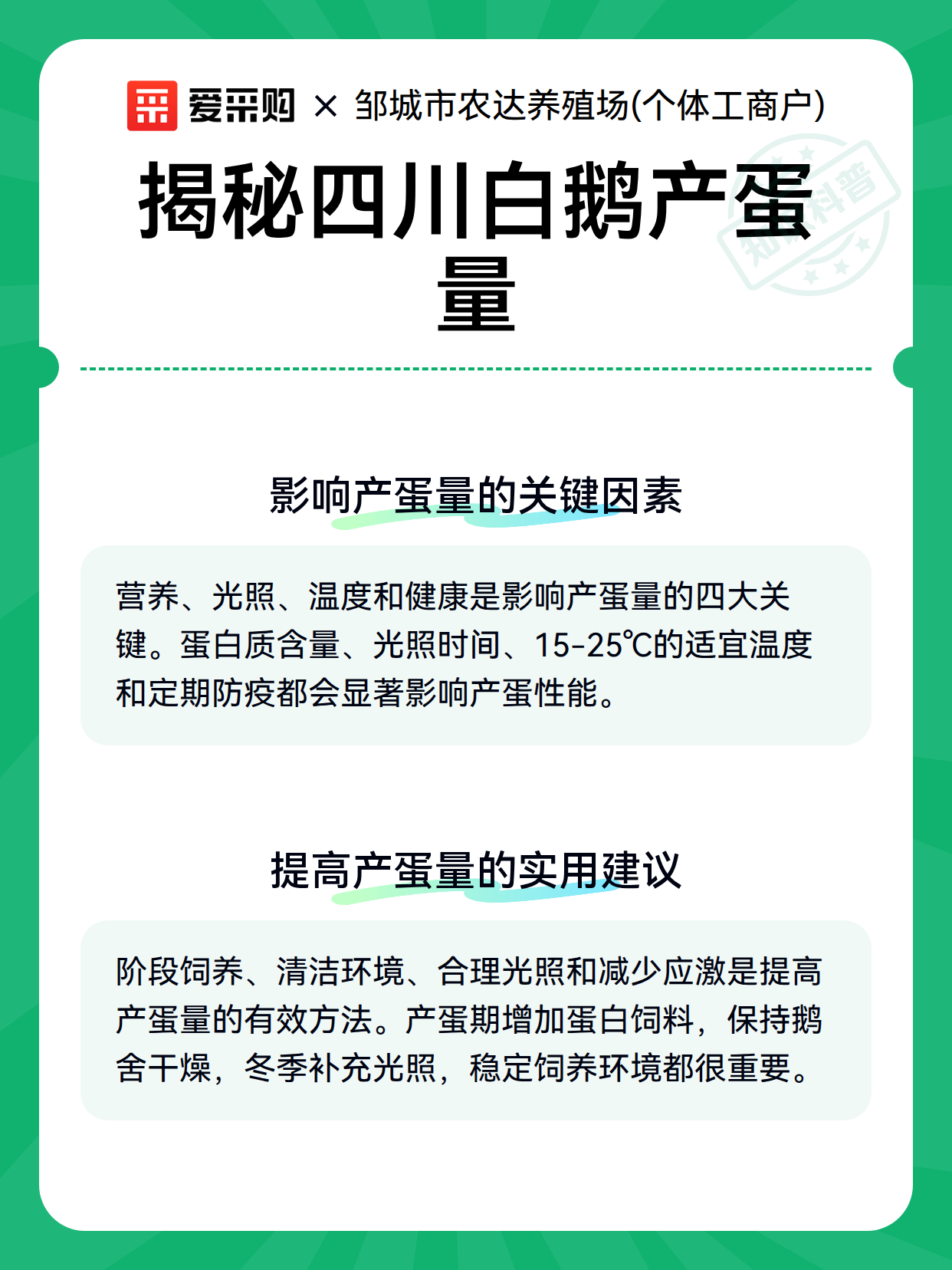揭秘四川白鹅产蛋量（图3）
