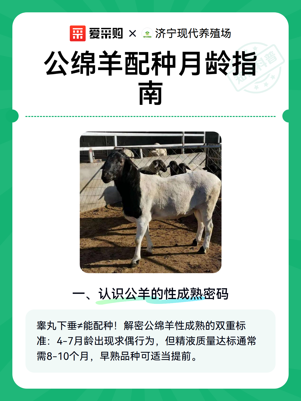 公绵羊配种月龄指南（图1）
