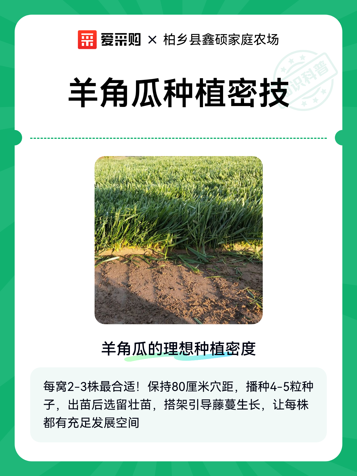 羊角瓜种植密技（图1）