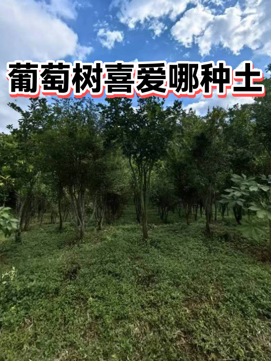 葡萄树喜爱哪种土（图1）