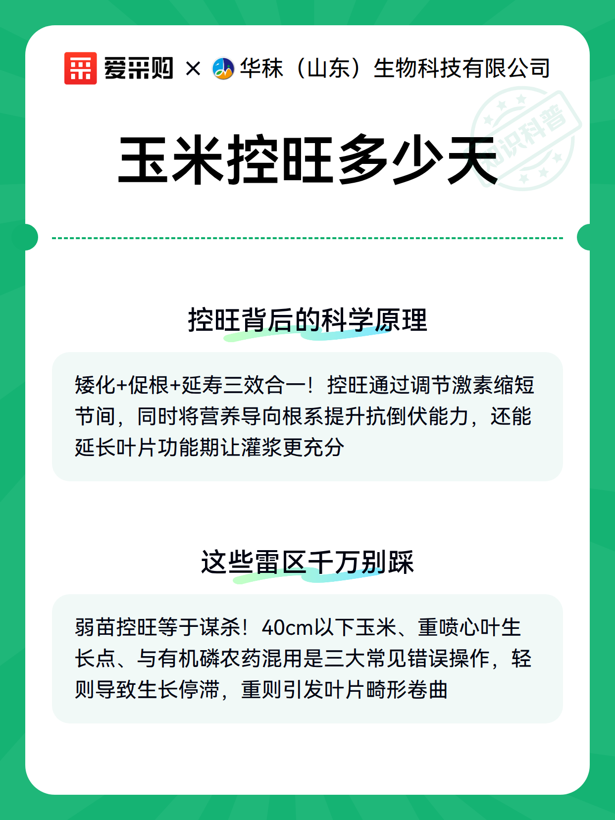 玉米控旺多少天（图3）