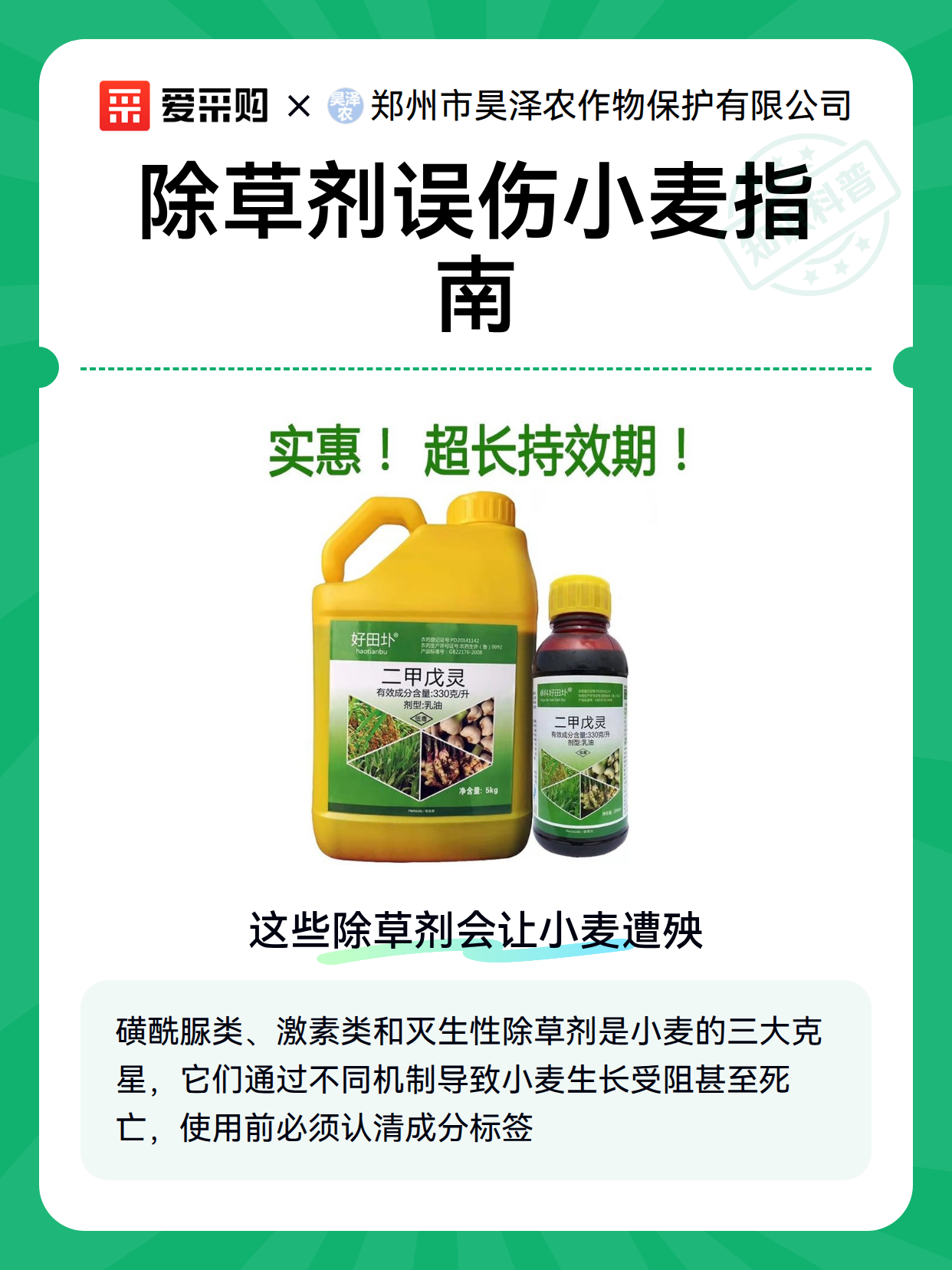 除草剂误伤小麦指南（图2）