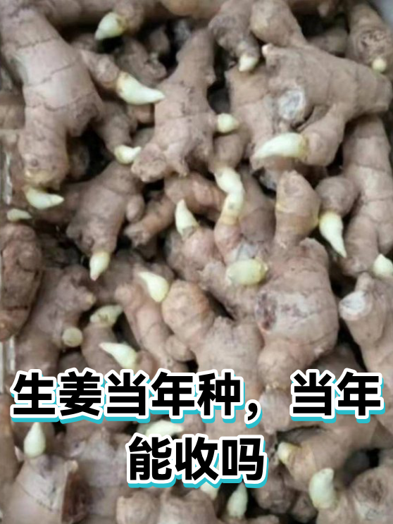 生姜当年种，当年能收吗（图1）