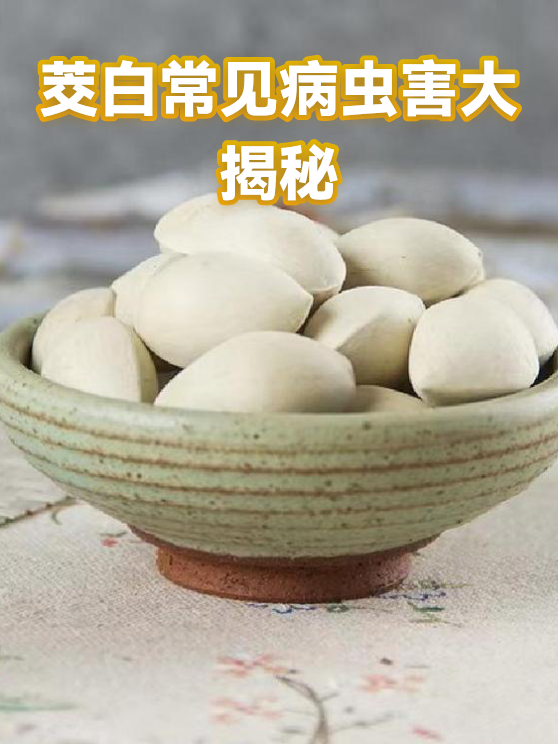 茭白常见病虫害大揭秘（图1）
